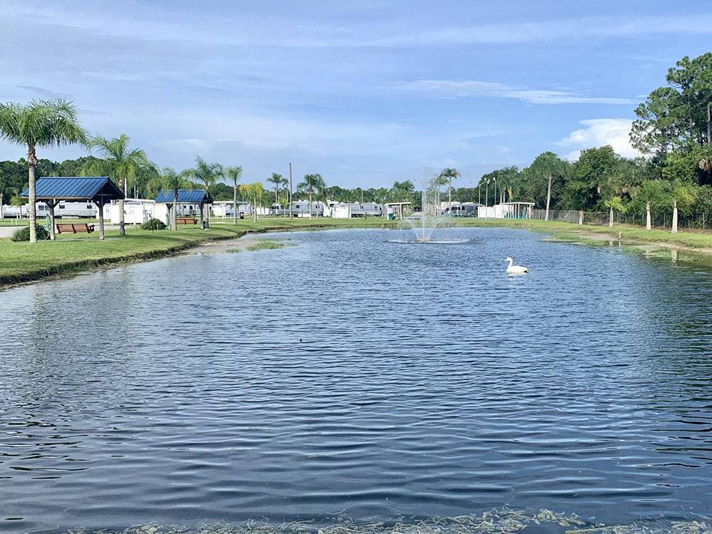 Swans on pond with a fountain