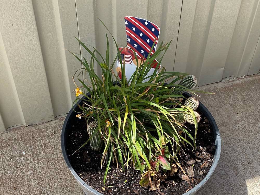 A planter with a cactus at CLOVIS POINT RV STABLES & STORAGE