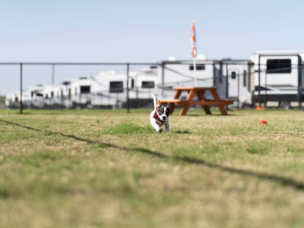 A dog running at a campsite at REEL CHILL RV RESORT