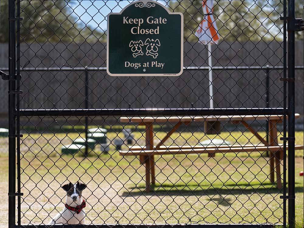 A dog inside the fenced-in pet area at REEL CHILL RV RESORT