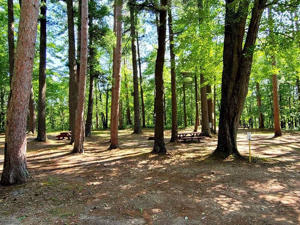 Gorgeous forest with tall trees at EVERGREEN PARK & CAMPGROUND