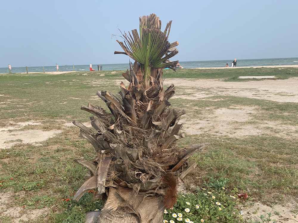 A stump of a palm tree on the beach at MAMAW'S COASTAL HIDEAWAY