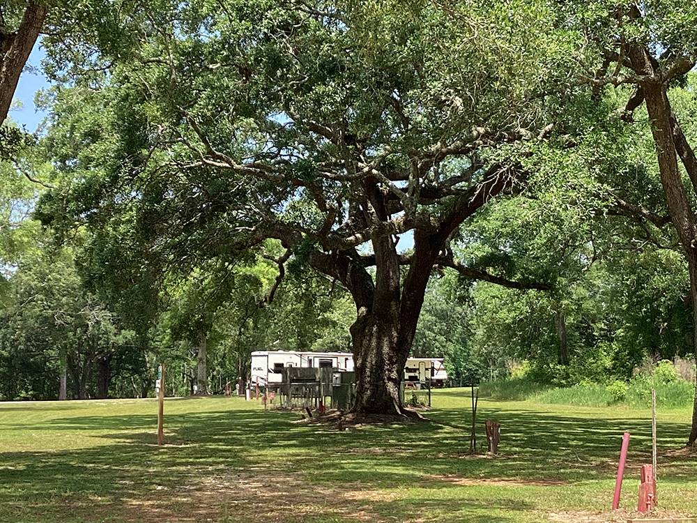 Large shade trees at Creekside Campground