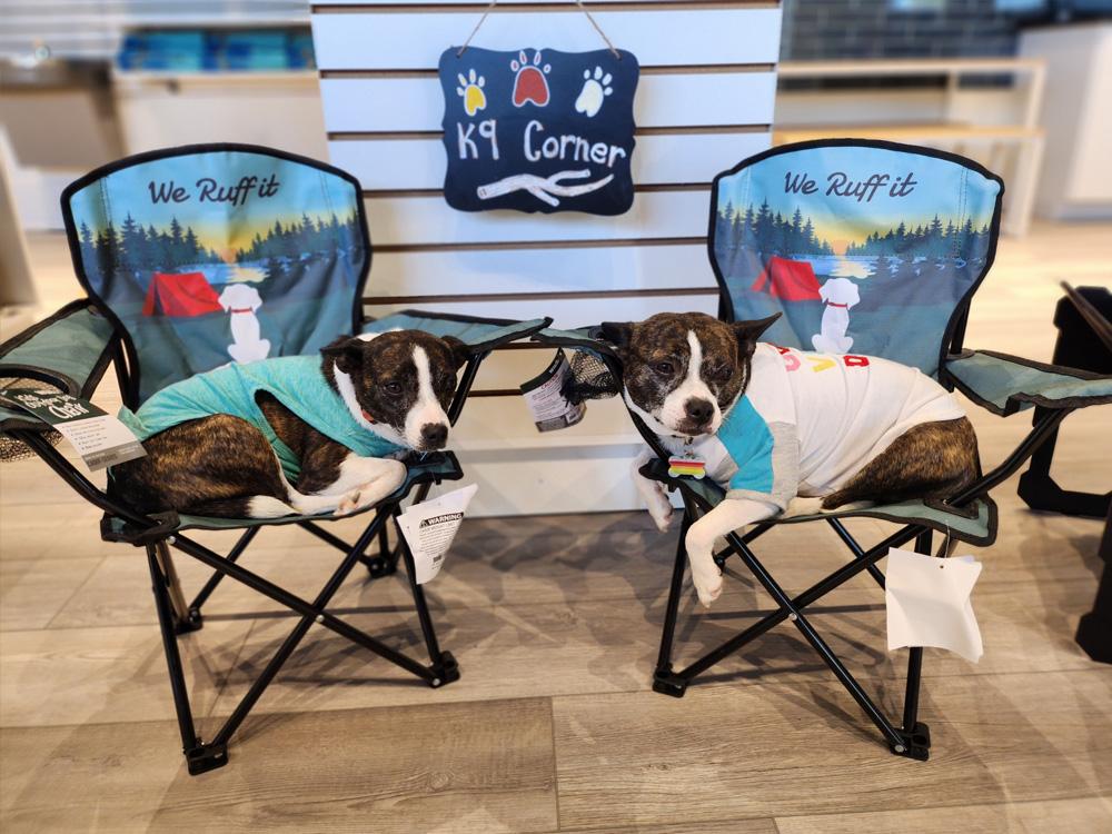 Two dogs relaxing in chairs at SAVANNAH LAKES RV RESORT