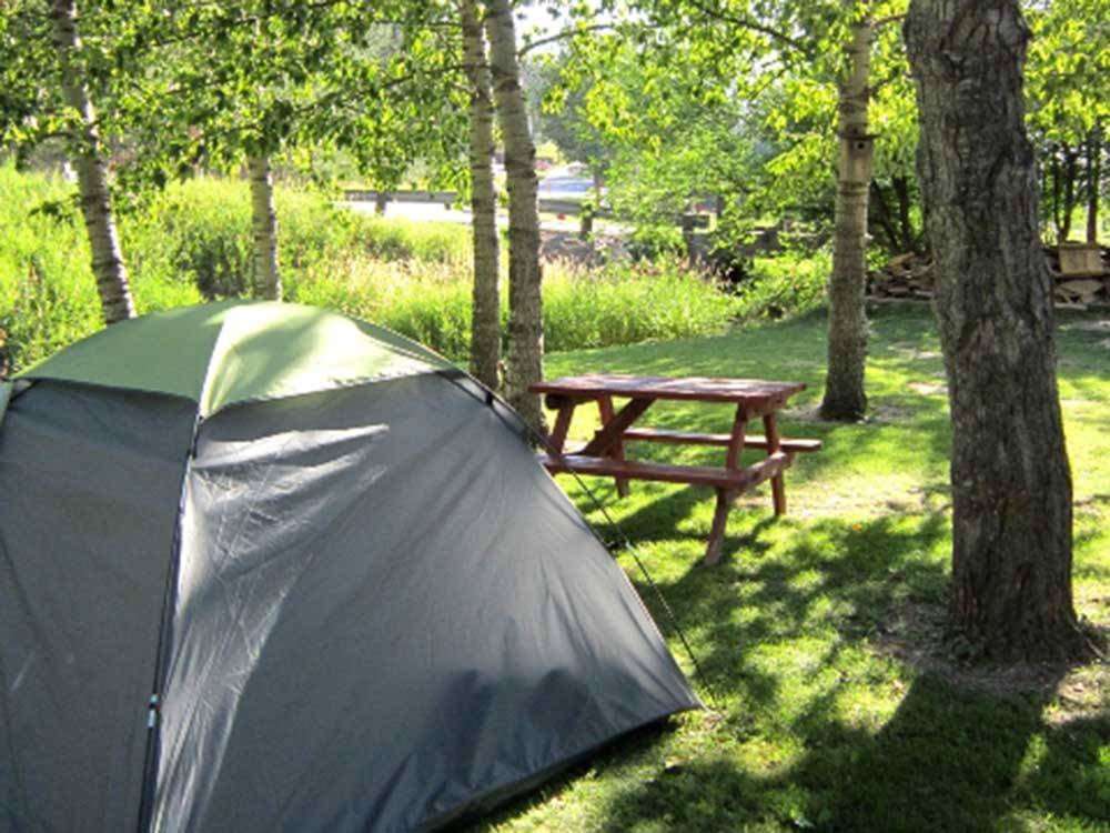 A tent and a picnic table under a tree at FRENCH CREEK RV PARK AND CAMPGROUND