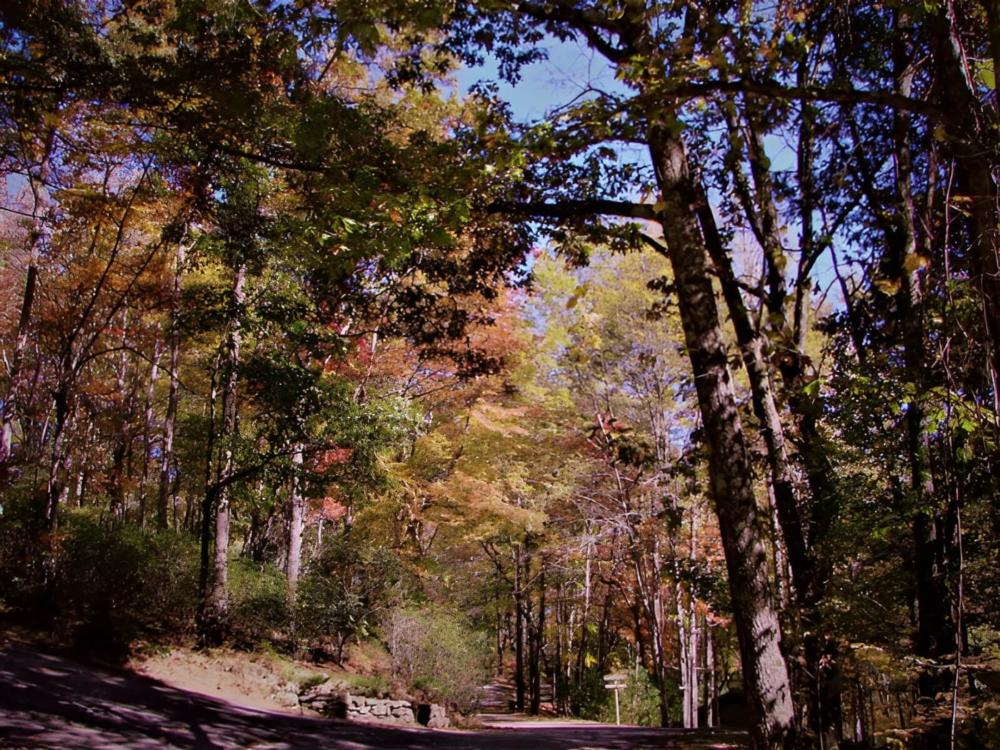 Open area with trees at site Ash Grove Mountain Cabins and Camping