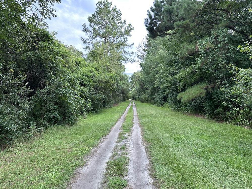 A tree lined path