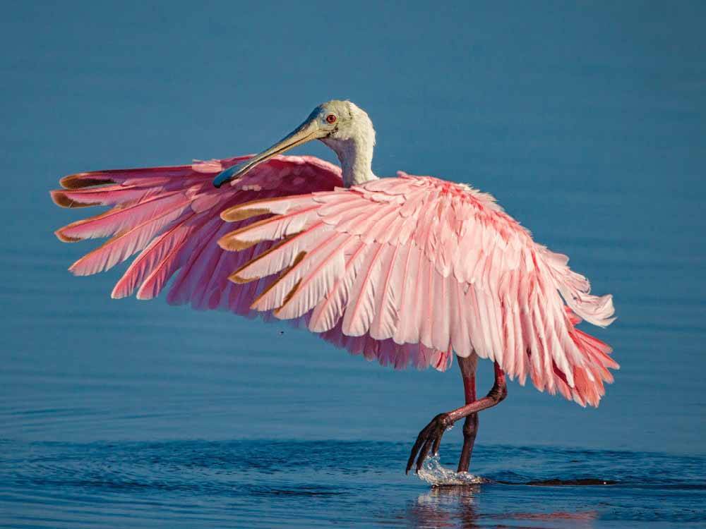 A flamingo with its wings opened nearby at JETSTREAM RV RESORT AT WHARTON