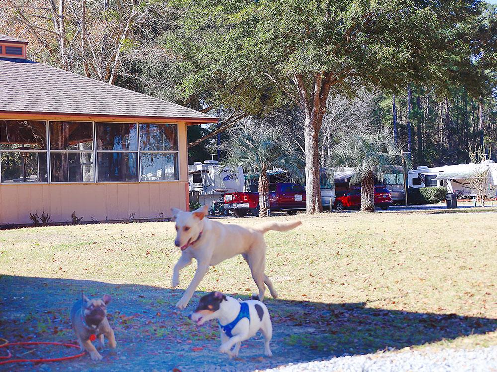 Three dogs playing at VACAY VILLAGE OF PENSACOLA