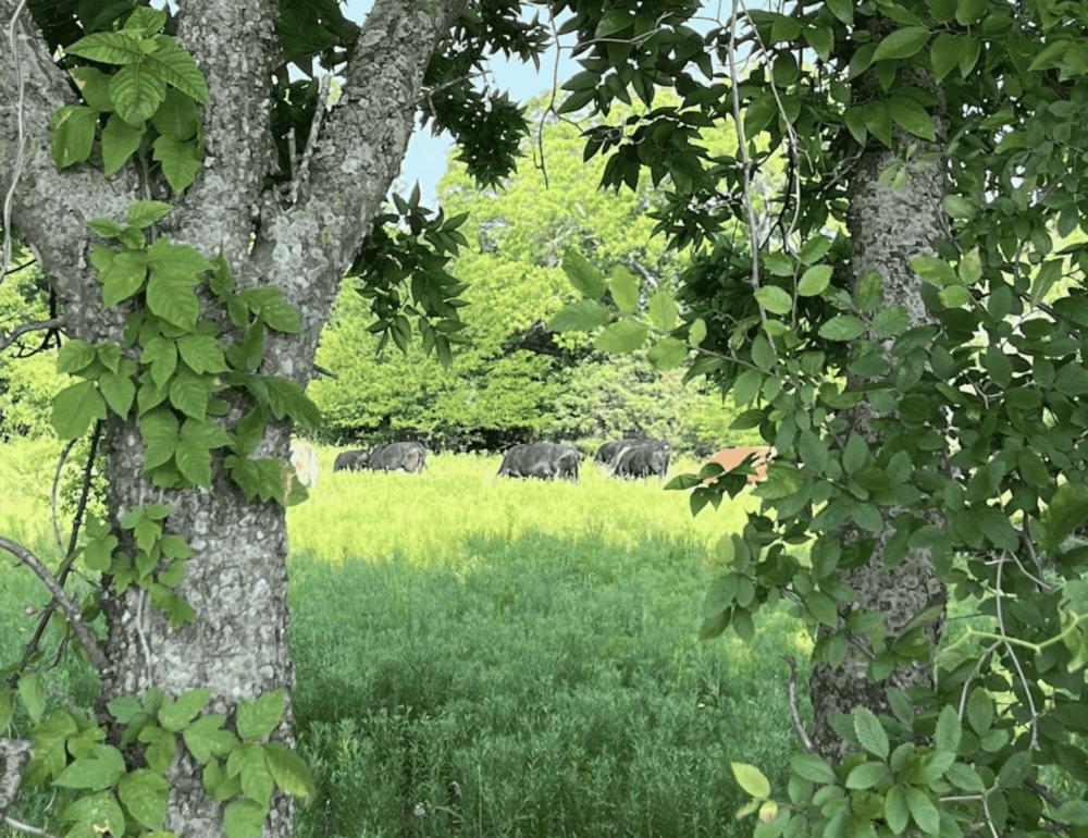 Cows grazing at McWest RV Park