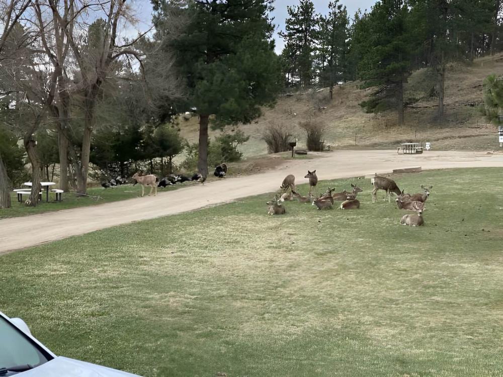 Wild deer and turkeys