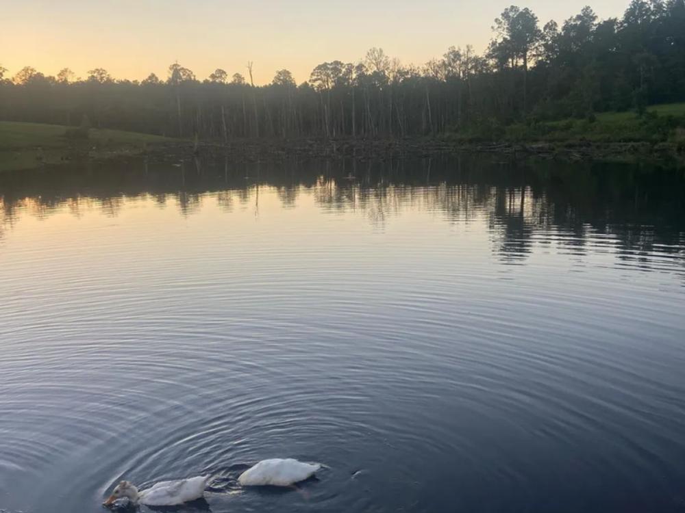 Tree lined pond with duck at Yall Come Back RV Park