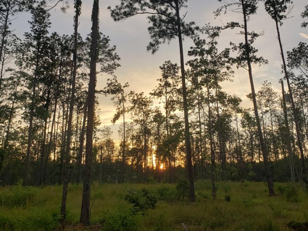 Wooded grassy area at Blessing Trails RV Park