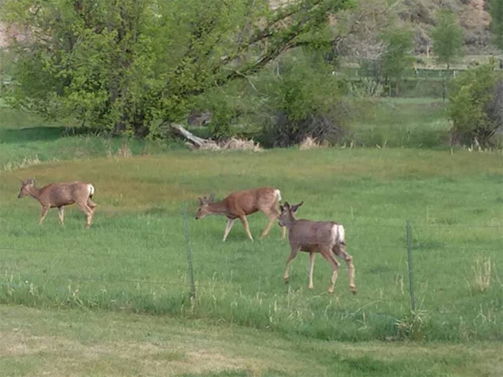 Deer grazing in a meadow nearby