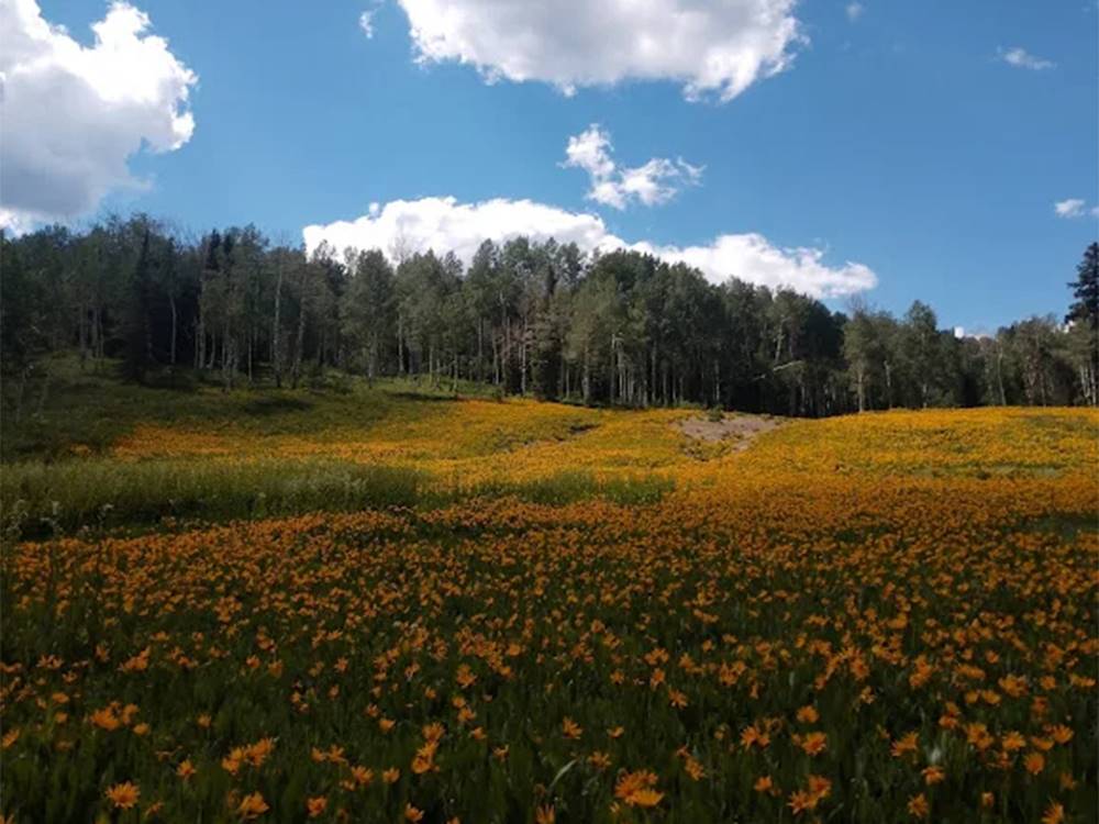 A field full of yellow flowers