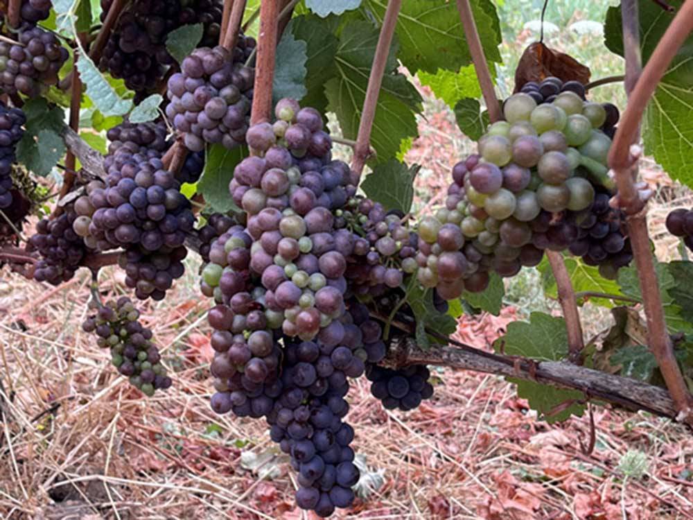 Grapes growing on a vine at DUNDEE HILLS RESORT