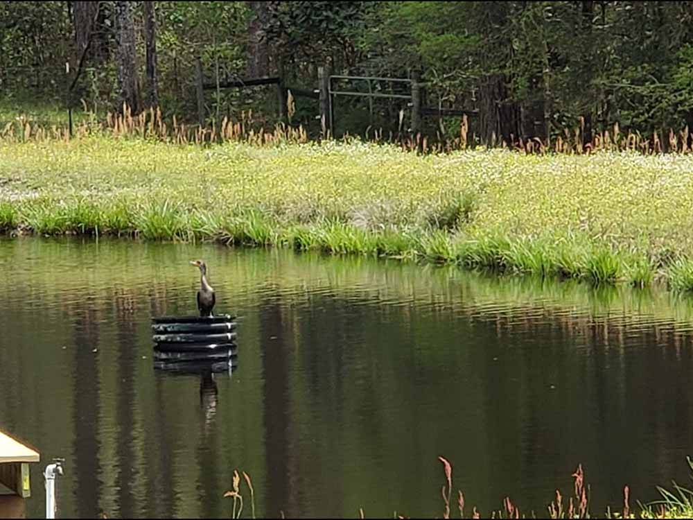 A bird sitting on a metal ring in the lake at KELLY CREEK RV PARK