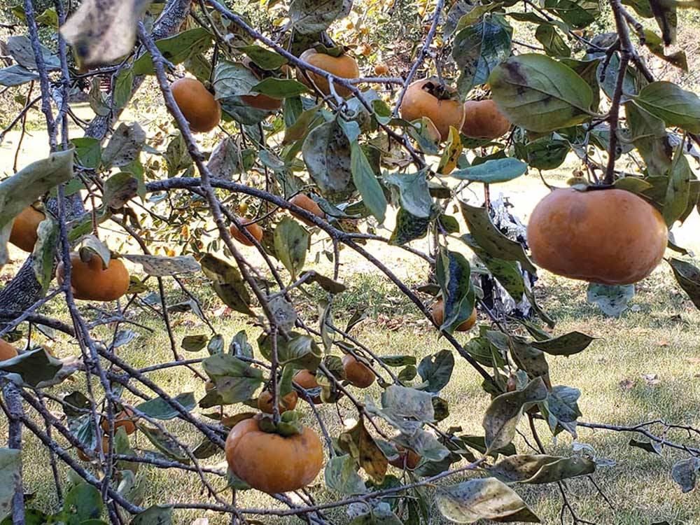 A close up of the persimmon tree at KELLY CREEK RV PARK