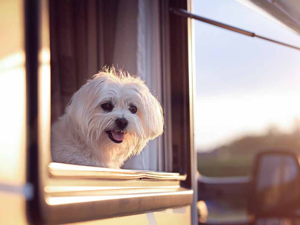 A white dog looking out the window of a RV at TIFTON OVERNIGHT RV