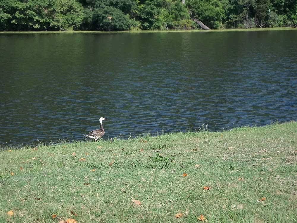 A goose walking near the water at OAK VALLEY GOLF COURSE & RESORT