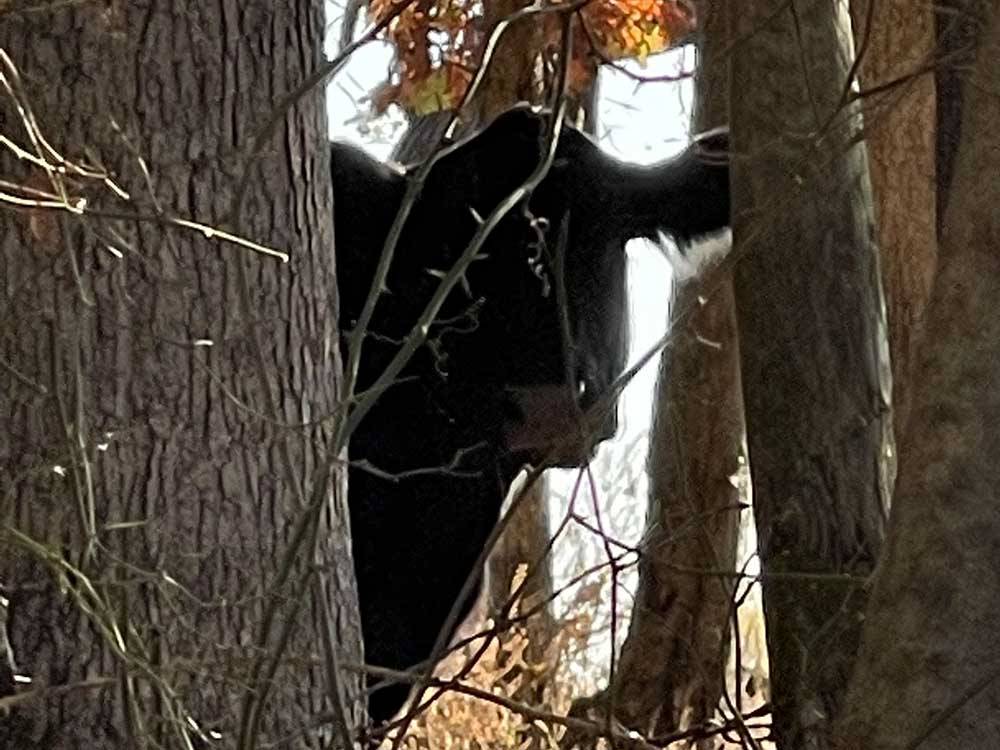 A cow peeking thru the trees at BLAKE FARMS FAMILY RV RESORT