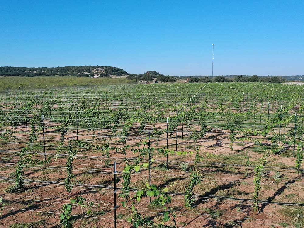 A vineyard growing grapes nearby at SKYE TEXAS HILL COUNTRY RESORT