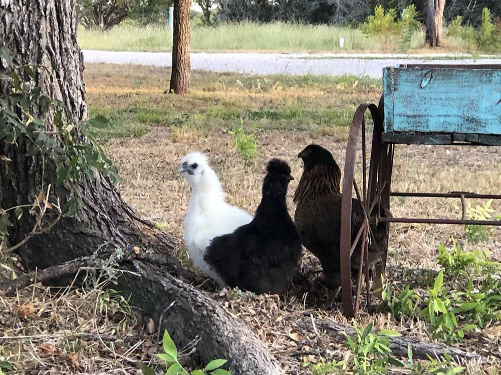 Three chickens sitting by a tree at CEDAR BEND RV PARK