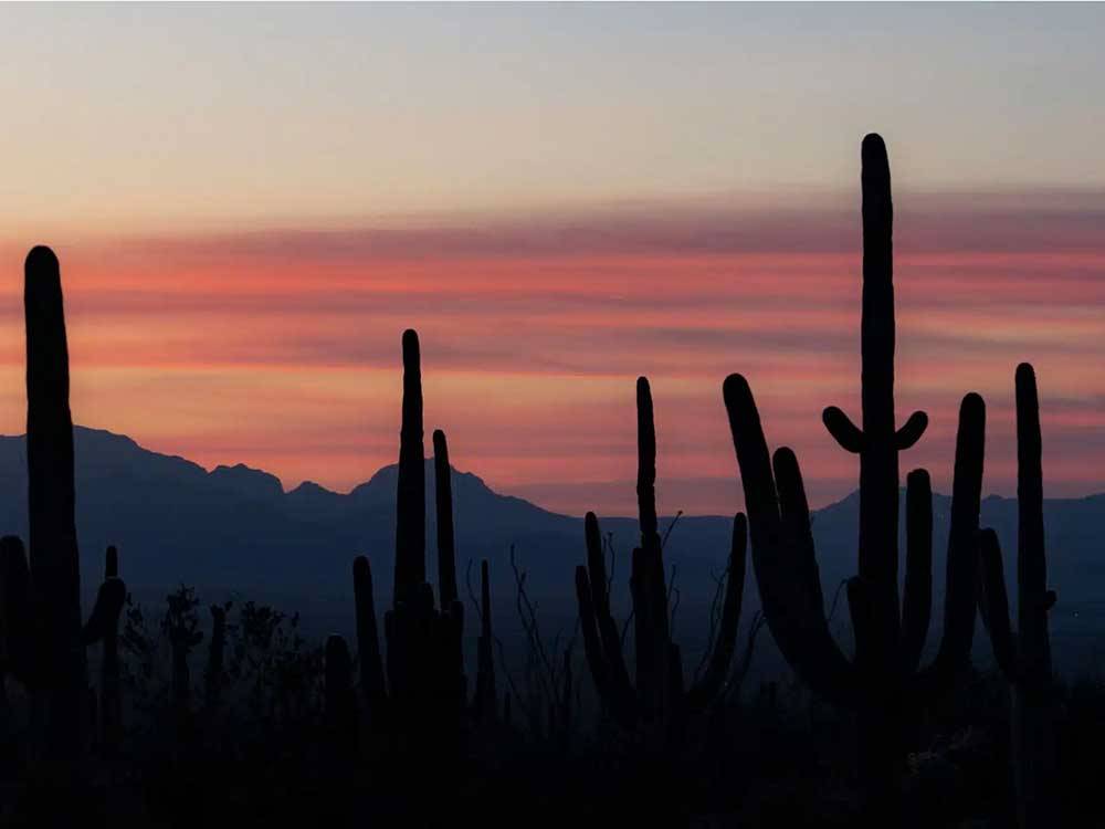 Cactus and the mountains at sunset nearby at ROCK SHADOWS