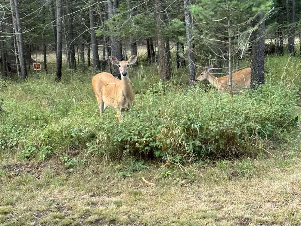 Deer grazing near trees at WHISPERING PINES RV PARK