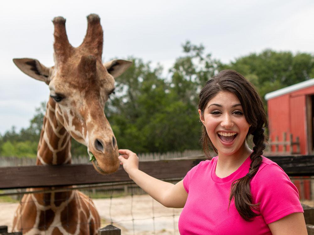 Lady petting a giraffe at WILD ADVENTURES SAFARI CAMPGROUND