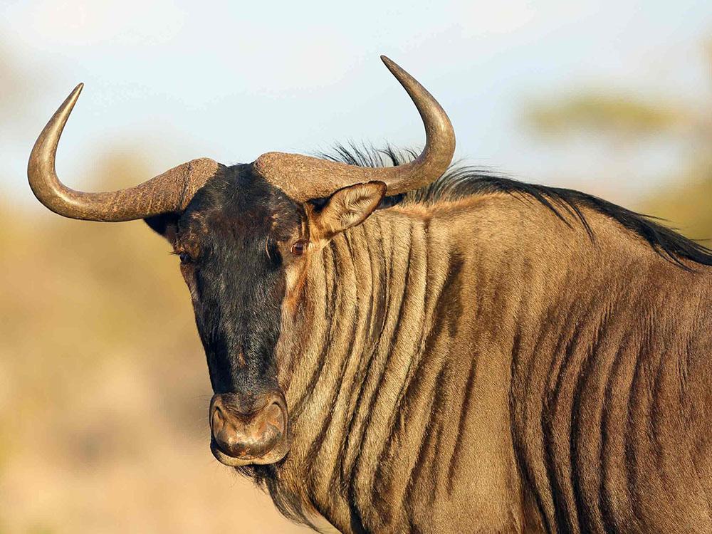 Wildebeest looking at the camera at WILD ADVENTURES SAFARI CAMPGROUND