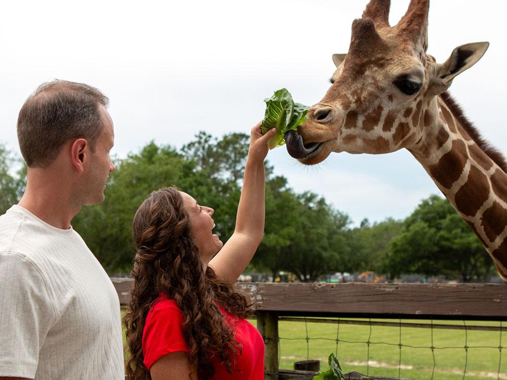 Feeding a giraffe at WILD ADVENTURES SAFARI CAMPGROUND