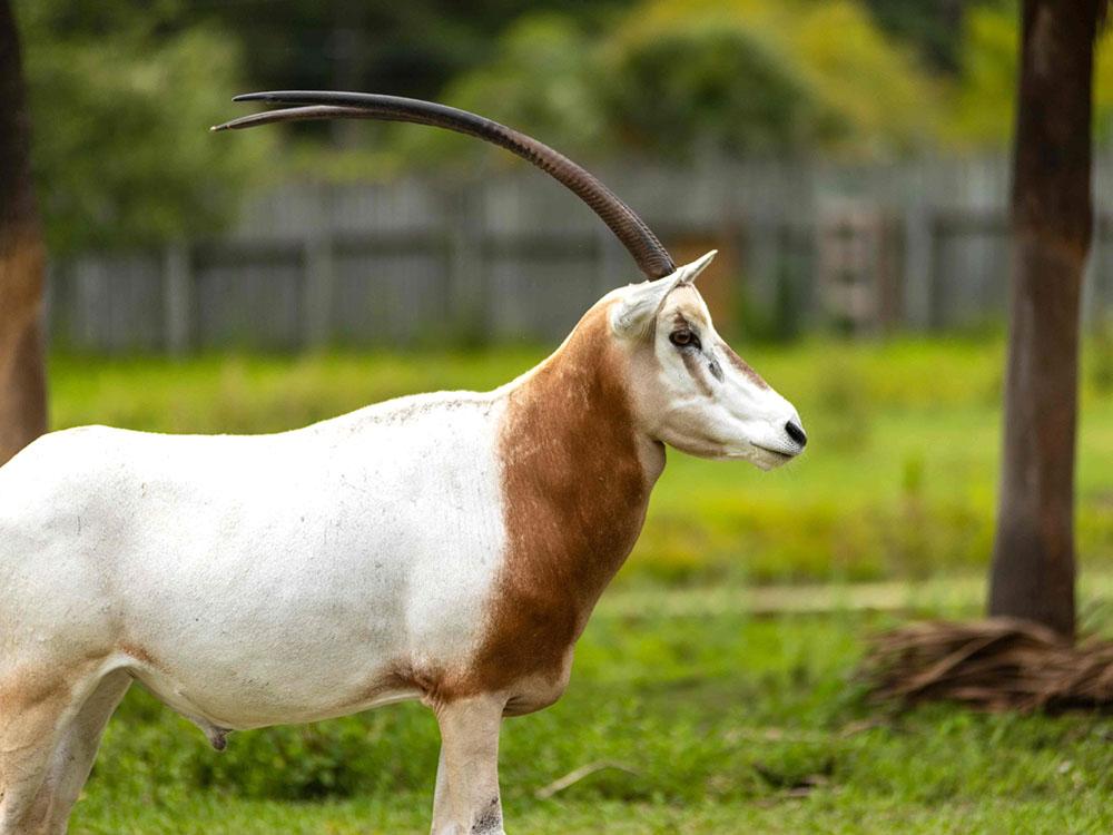 Animal with long horns at WILD ADVENTURES SAFARI CAMPGROUND