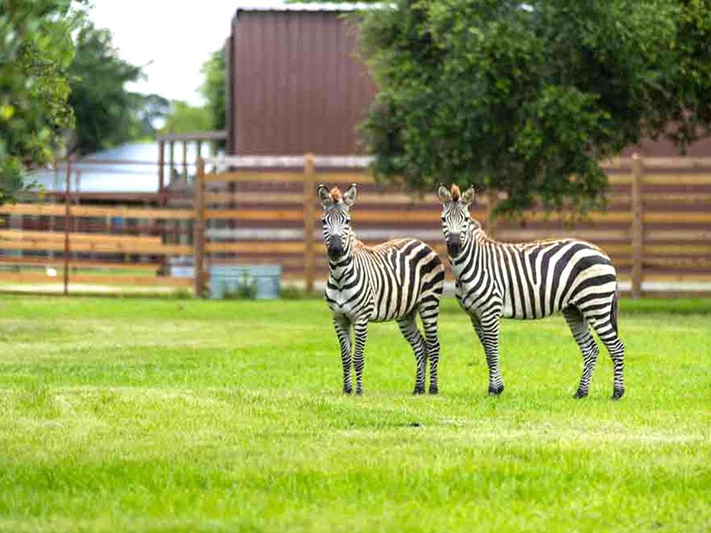 Zebras at WILD ADVENTURES SAFARI CAMPGROUND