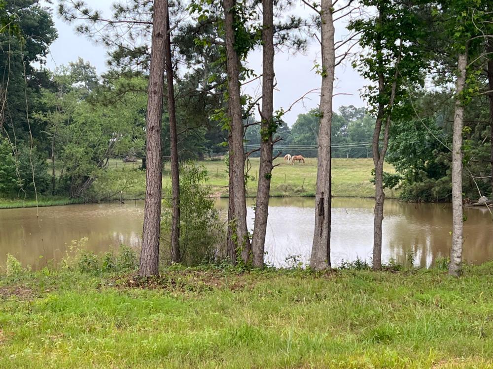 Tall trees and horses near the pond at STARRVILLE RV RESORT