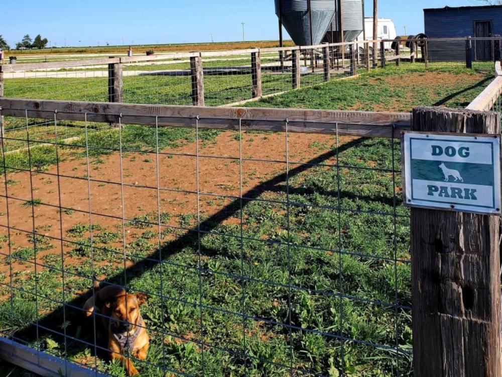 Dog laying in a dog park at The Silos at Canyon RV Park