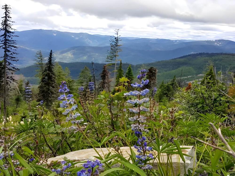Open grass area at site Lost Moose Campground