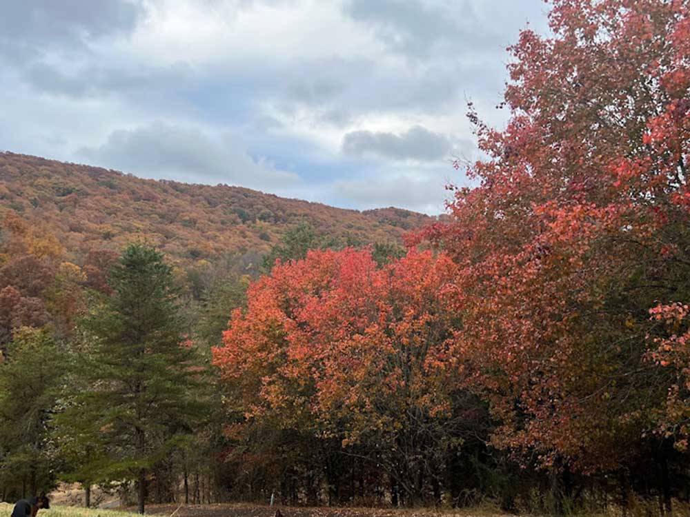 Trees displaying their fall colors at HEAVENLY HILLS NATURE RETREAT