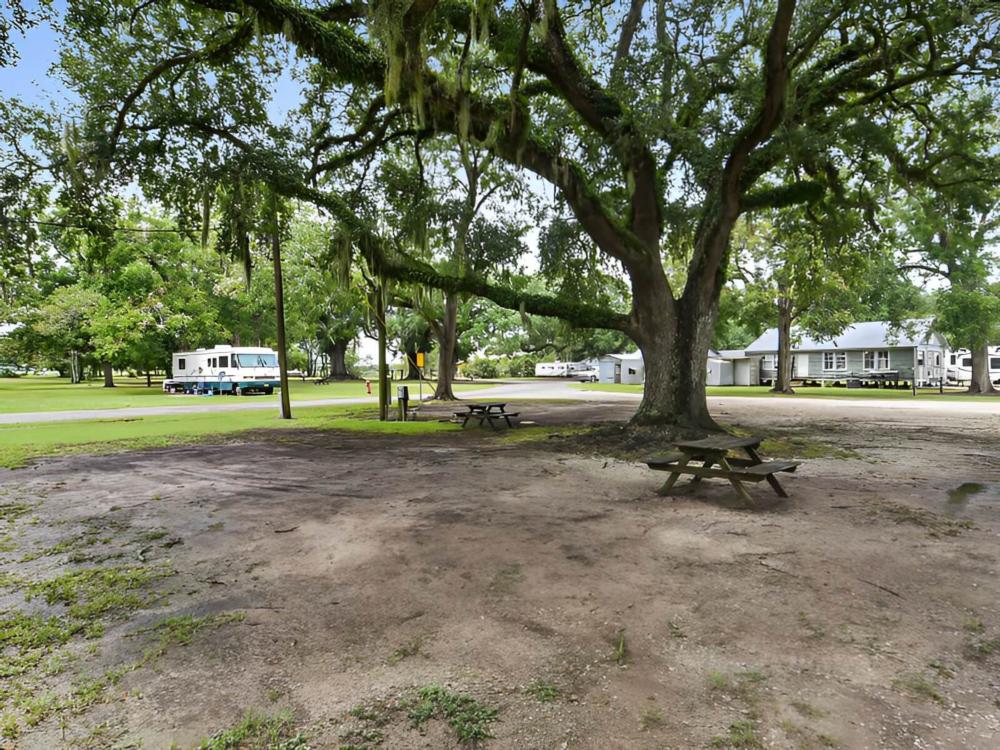 Beautiful tree with parked RV in the back at Myers Landing