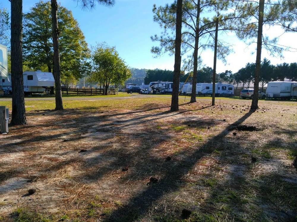 RVs beyond the trees at 341 RV Park
