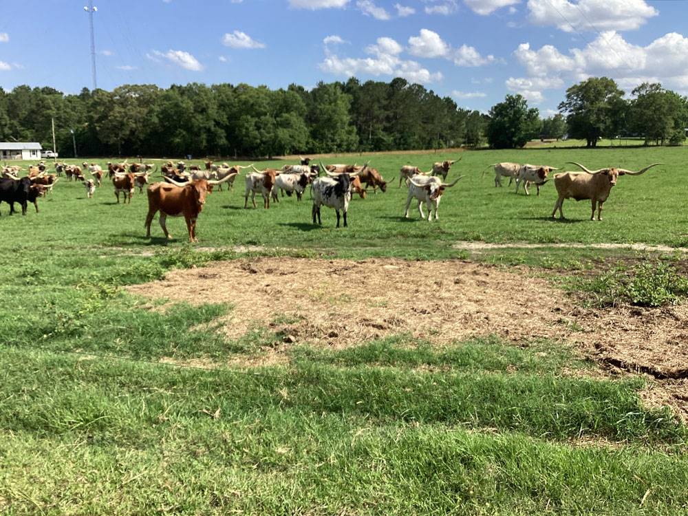Enjoy watching a herd of Longhorns