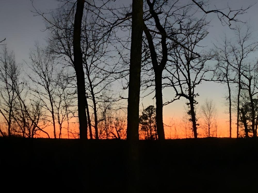 Trees with sun setting at Rollin Oaks Park