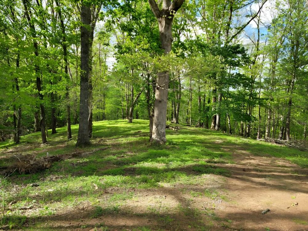 Woods at site Rolling Meadows Family Campground