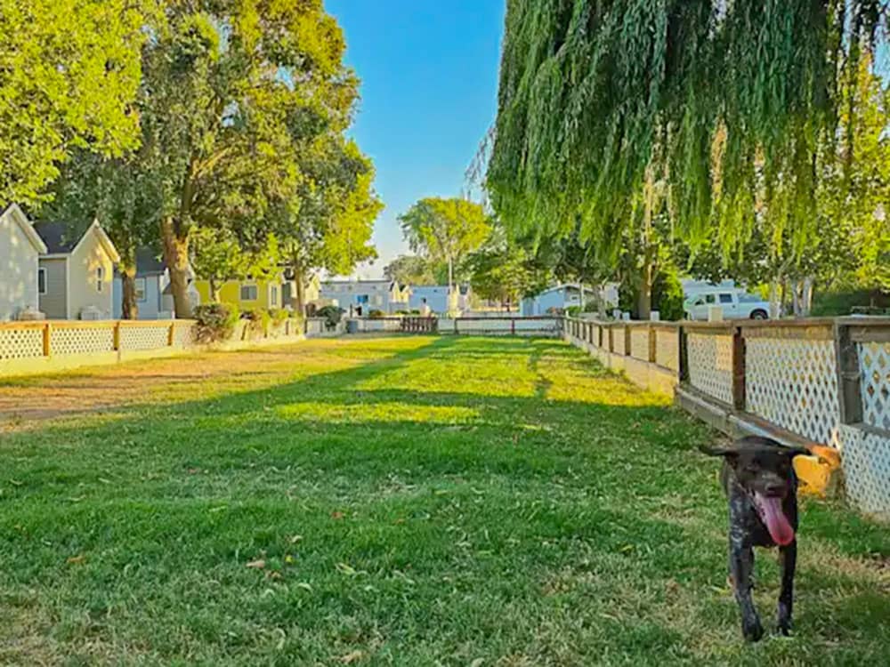 Grassy area near rentals