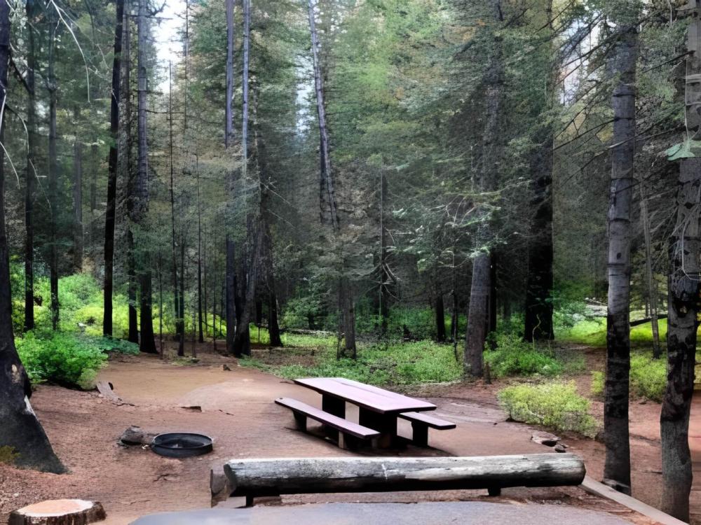 Wooded campsite at Cabins By The Creek