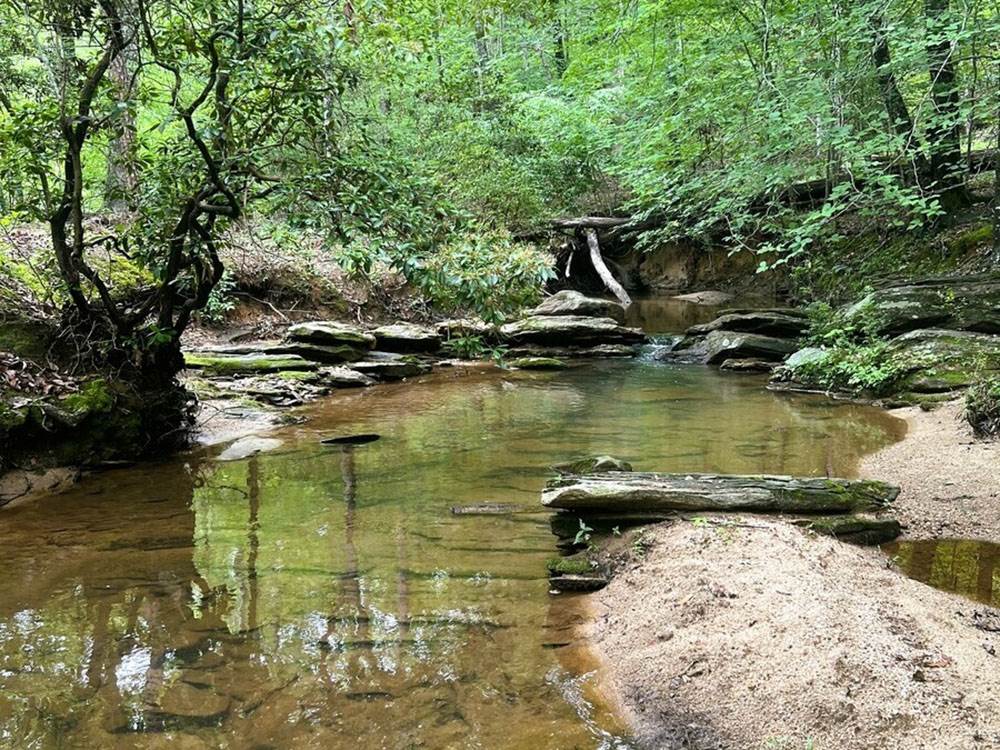 A stream of water around trees