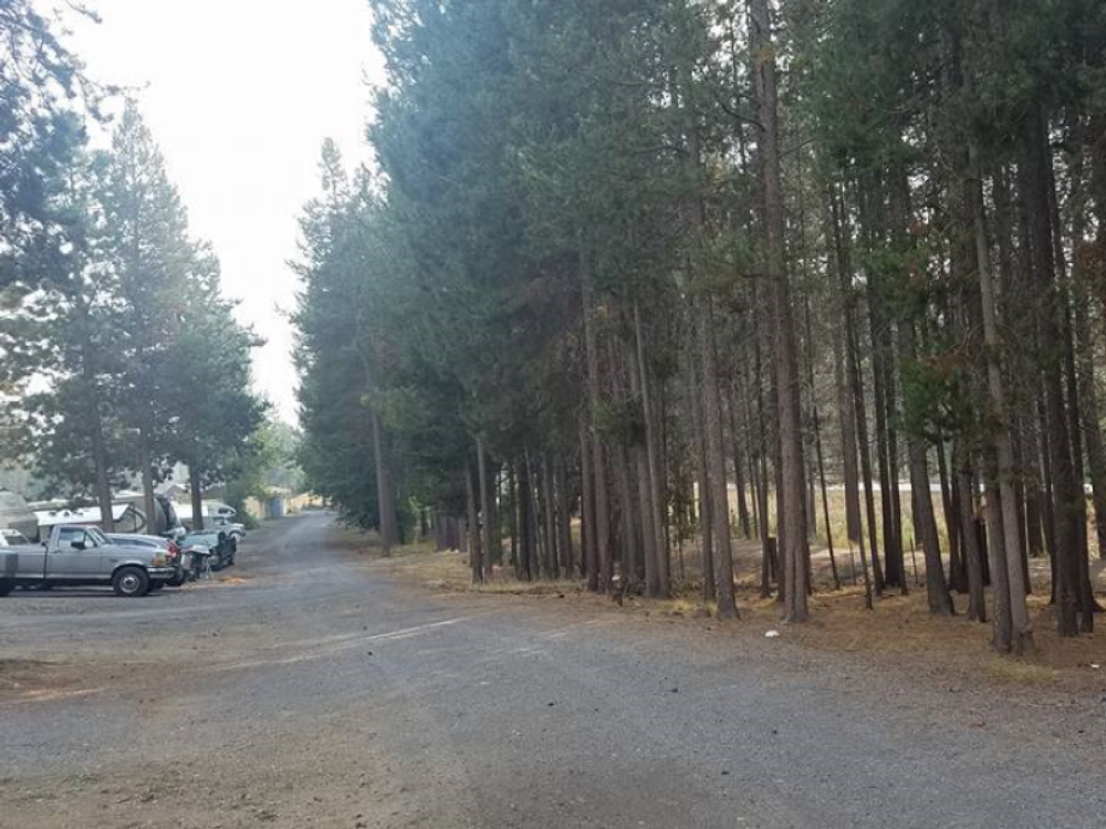 Tree lined road at Crescent RV Park