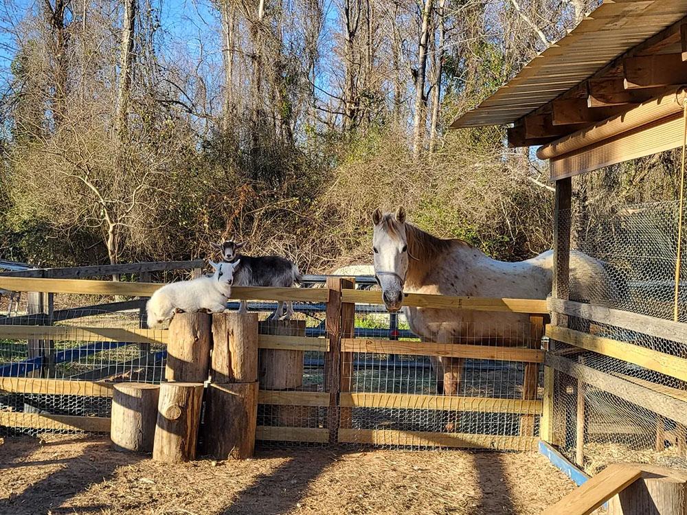 Horse and goat in a petting farm at HITCHINPOST RV PARK AND CAMPGROUND