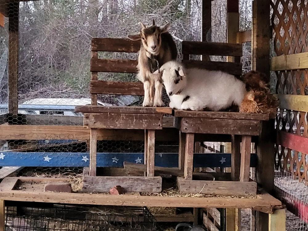 Two goats in a petting farm at HITCHINPOST RV PARK AND CAMPGROUND