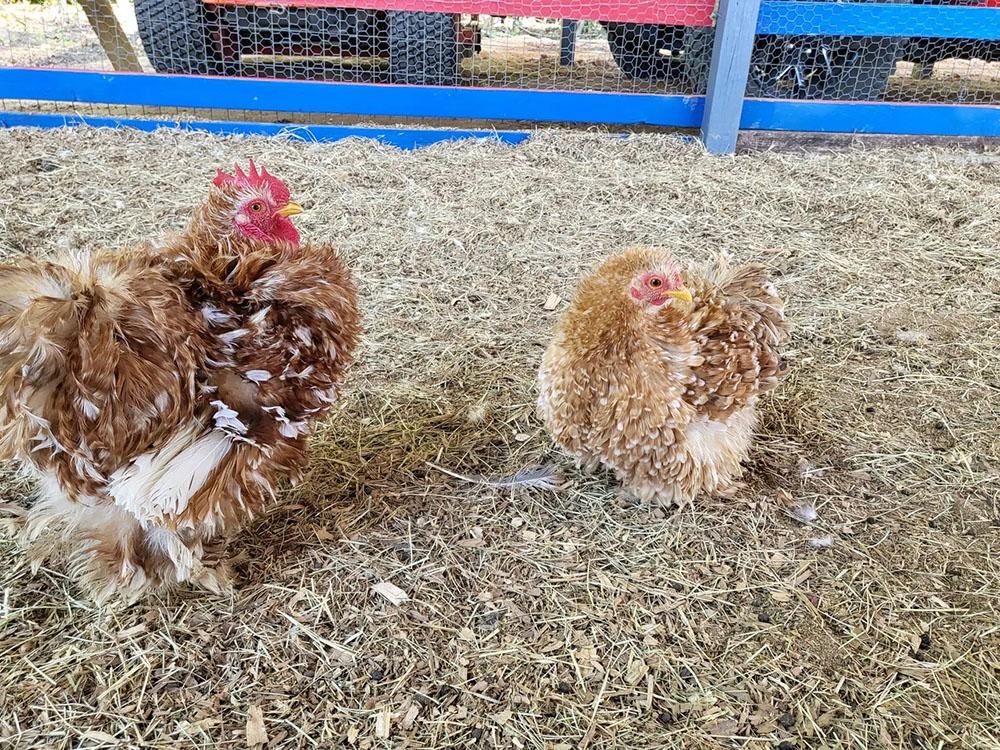 Chickens on the ground of a petting farm at HITCHINPOST RV PARK AND CAMPGROUND